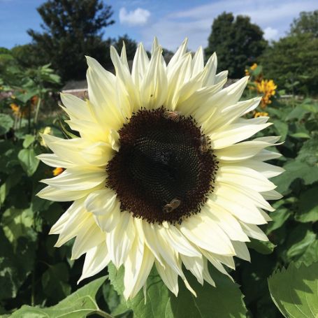 Picture of ProCut® White Nite Sunflower