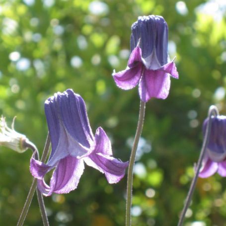 Picture of Roguchi Clematis Plant