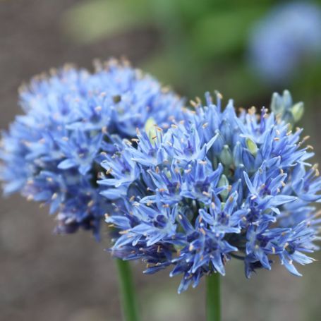 Picture of True Blue Allium