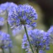 Picture of True Blue Allium