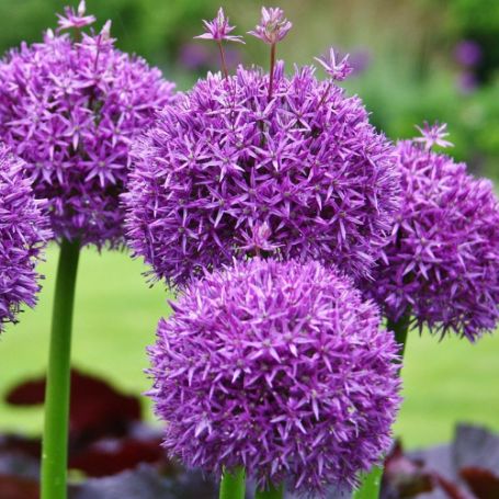 Picture of Purple Sensation Allium