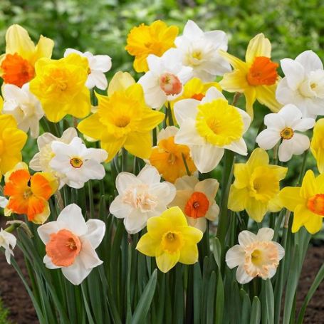 Picture of Giant Mixture Daffodil