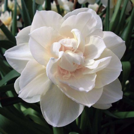 Picture of Obdam Daffodil