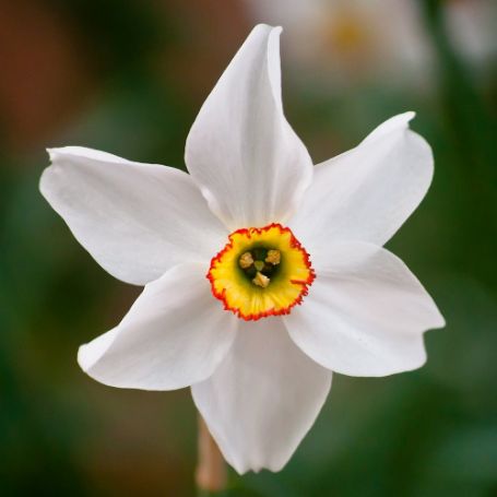 Picture of Pheasant's Eye Daffodil