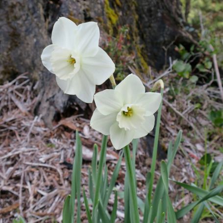 Picture of Stainless Daffodil