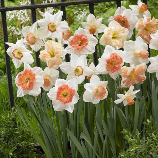 Picture of Pink Mixture Daffodil