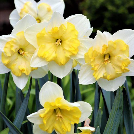 Picture of Smiling Twin Daffodil