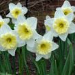 Picture of Smiling Twin Daffodil