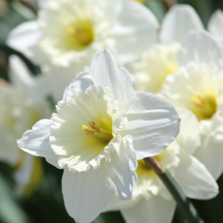 Picture of Mount Hood Daffodil