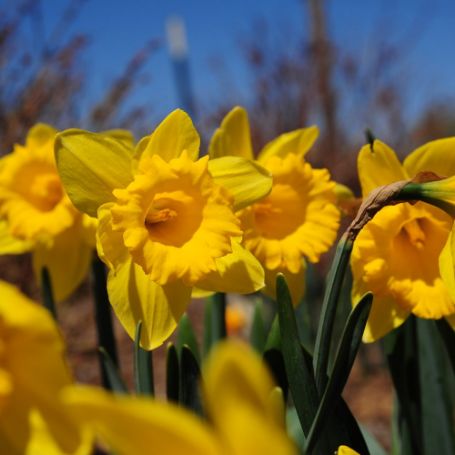 Picture of Dutch Master Daffodil