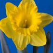 Picture of Dutch Master Daffodil