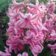Picture of Pink Pearl Hyacinth