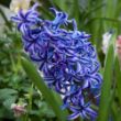Picture of Blue Jacket Hyacinth