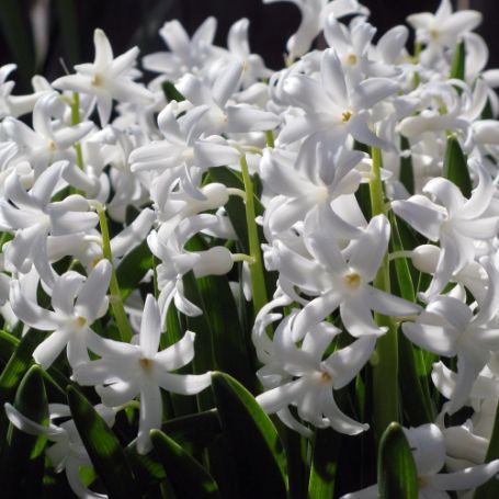 Picture of Carnegie Hyacinth