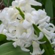 Picture of Carnegie Hyacinth
