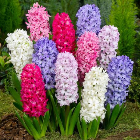 Picture of Hyacinth Bulb Mix