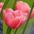 Picture of Pink Impression Tulip