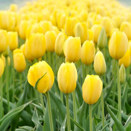 Picture of Yellow Impression Tulip