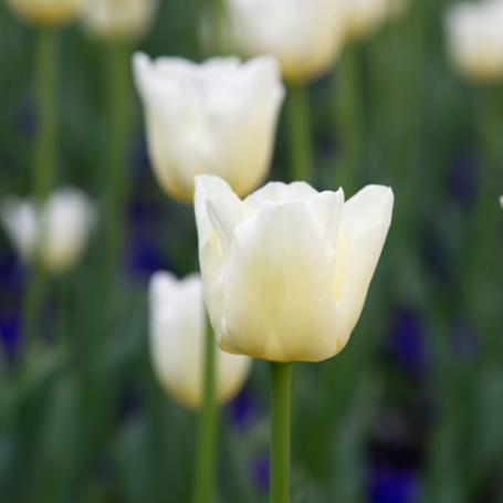 Picture of White Emperor Tulip