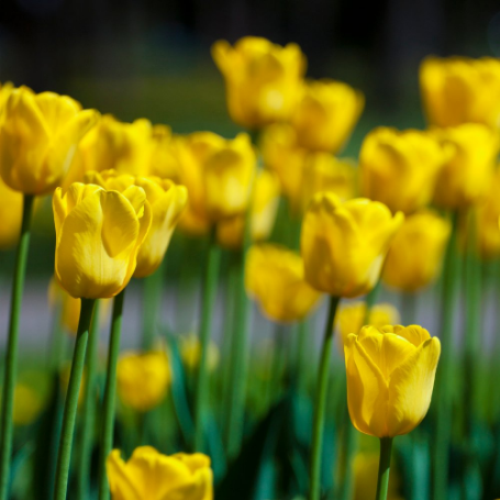 Picture of Yellow Emperor Tulip