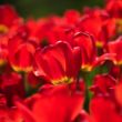 Picture of Red Emperor Tulip