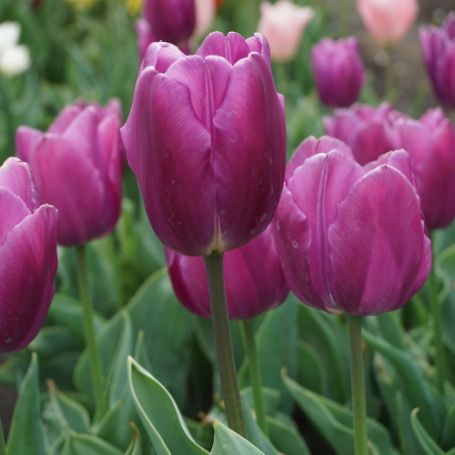 Picture of Purple Prince Tulip