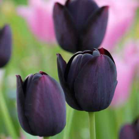 Picture of Queen of Night Tulip