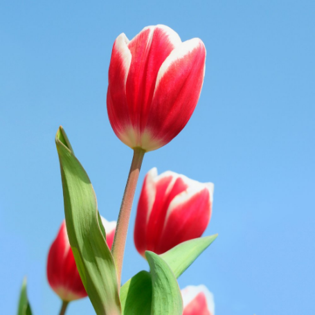 Picture of Markant Tulip