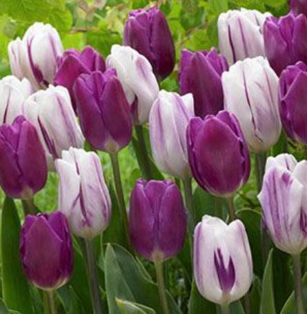Picture of Purple Blend Tulip