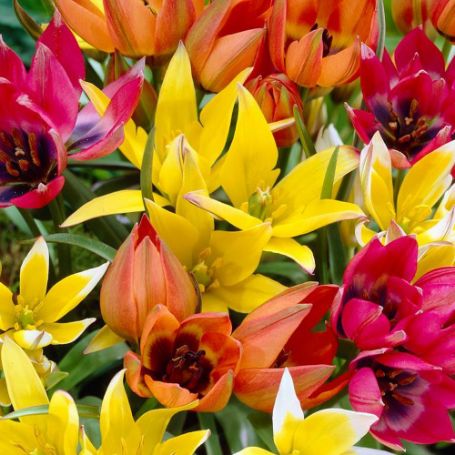Picture of Wildflower Mix Tulip