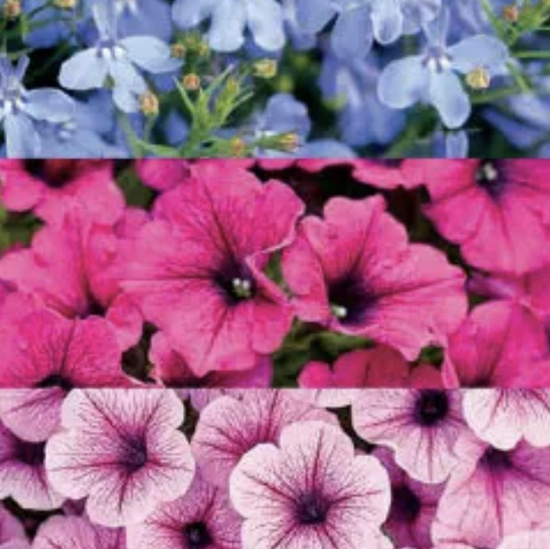 Picture of Proven Winners® Daydreamin Flower Combination
