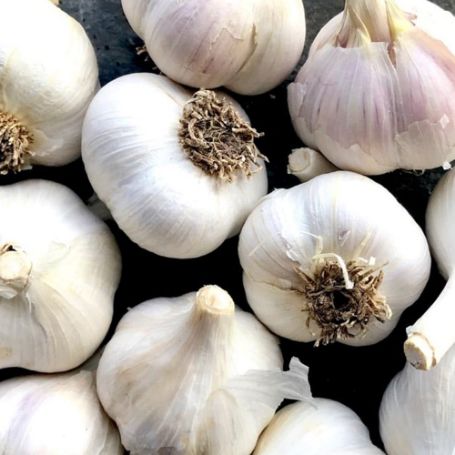 Picture of German White Garlic - 3 Bulb Pack