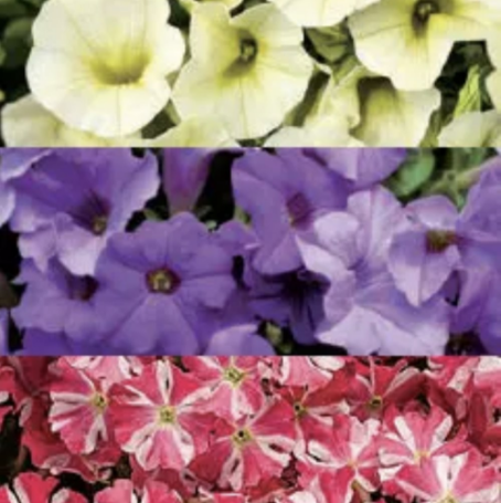 Picture of Proven Winners® Aloha Weekend Flower Combination
