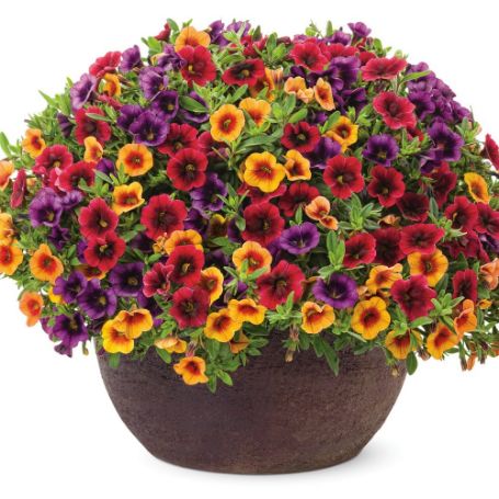 Picture of Proven Winners® Summer Punch Flower Combination