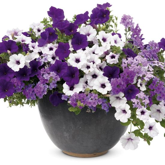 Picture of Proven Winners® Lively in Lavender Flower Combination