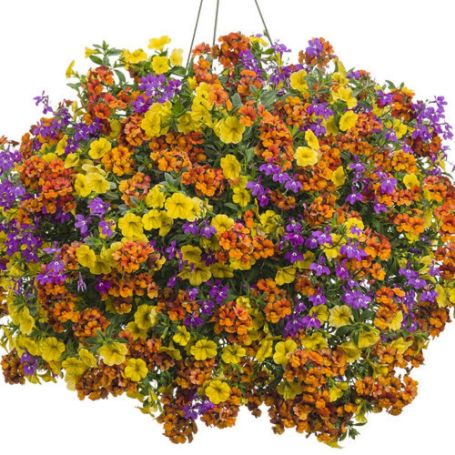 Picture of Proven Winners® Irresistible Flower Combination