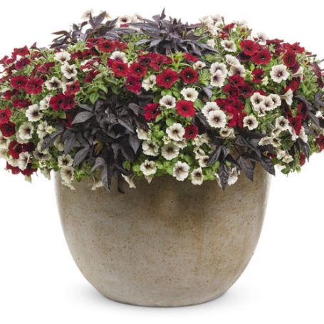 Picture of Proven Winners® Enchanted Garden Flower Combination