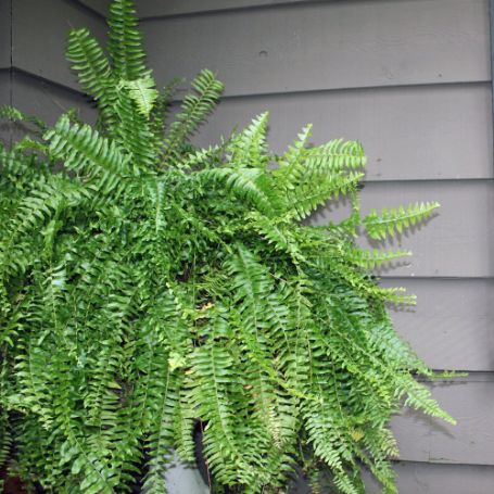 Picture of Boston Fern Plant