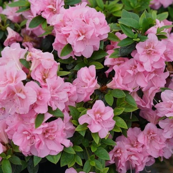 Picture of Perfecto Mundo® Double Pink Rhododendron Shrub