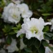 Picture of Perfecto Mundo® Double White Rhododendron Shrub