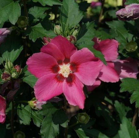 Picture of Paraplu Rouge™ Rose of Sharon Plant