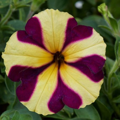Picture of Amore™ Heart & Soul Petunia Plant