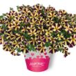 Picture of Amore™ Heart & Soul Petunia Plant