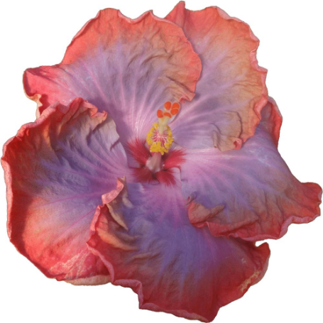 Picture of Creole Lady Cajun Hibiscus Plant