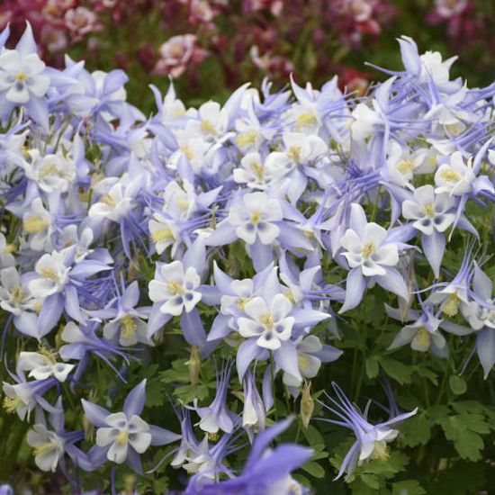 Picture of Kirigami™ Light Blue and White Aquilegia Plant