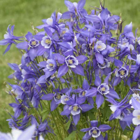 Picture of Kirigami™ Deep Blue and White Aquilegia Plant