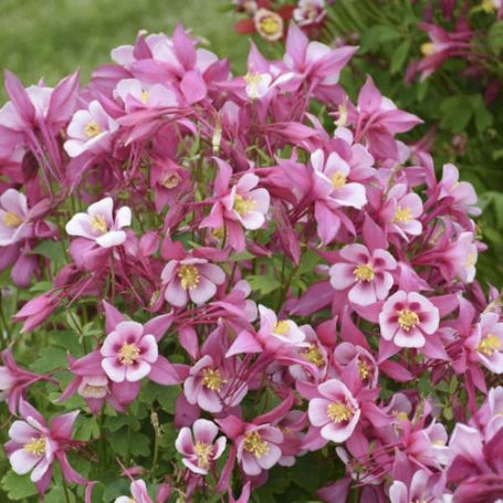 Picture of Kirigami™ Rose and Pink Aquilegia Plant