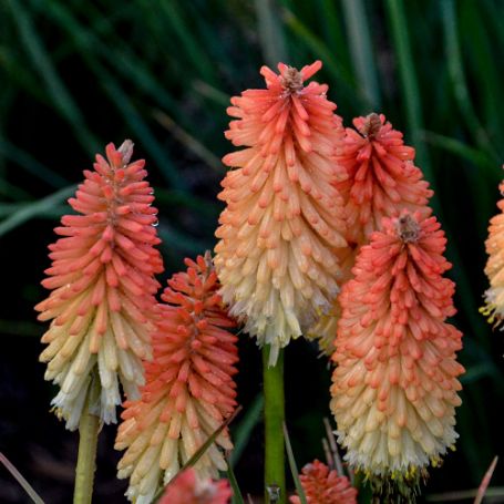 Picture of Pyromania® Hot and Cold Kniphofia Plant