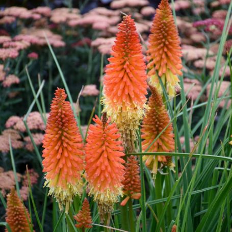 Picture of Pyromania® Backdraft Kniphofia Plant
