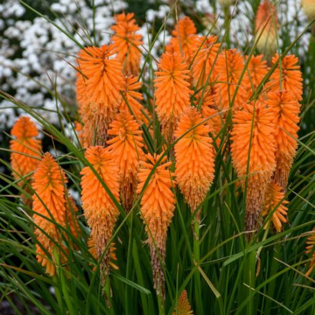 Picture of Pyromania® Orange Blaze Kniphofia Plant